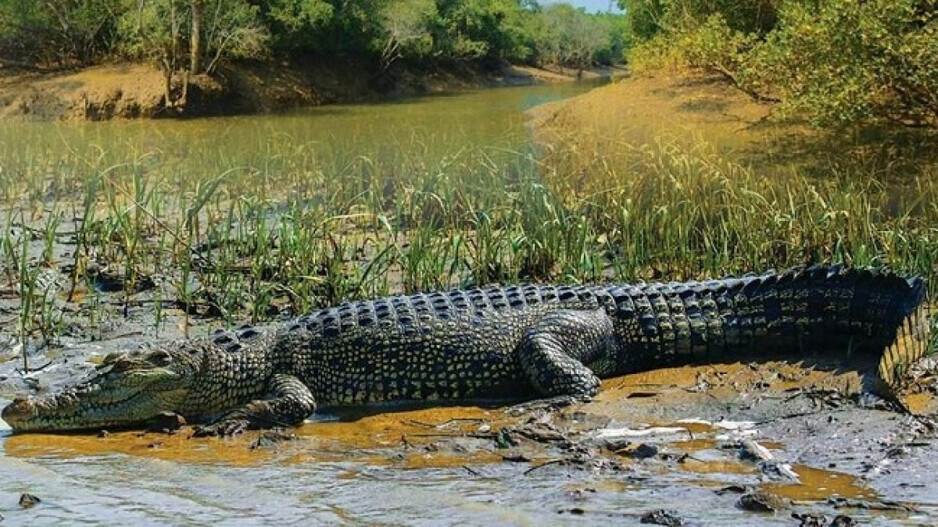 Crocodile