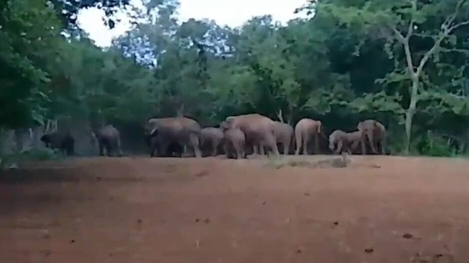 Elephants