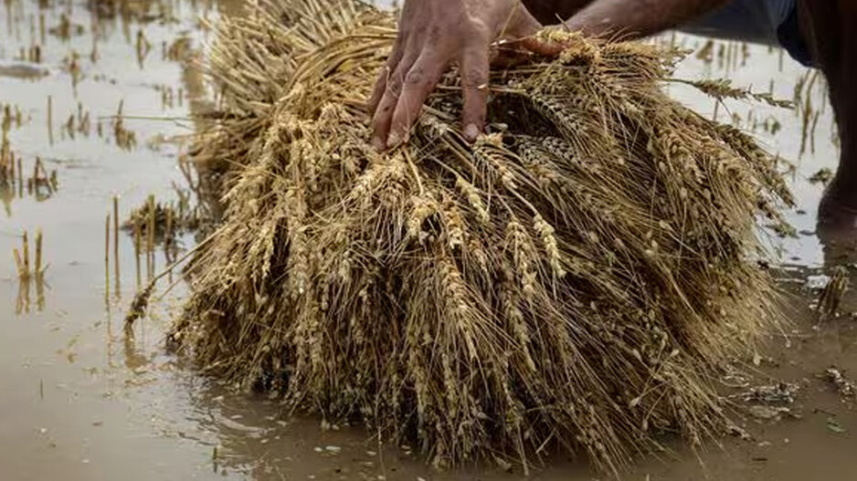 ଅଦିନିଆ ବର୍ଷାରେ ଫସଲ କ୍ଷତି: ଚାଷୀ ସମାବେଶ ପୂର୍ବରୁ କ୍ଷତିଗ୍ରସ୍ତ ଚାଷୀଙ୍କୁ ମିଳିବ ସହାୟତା