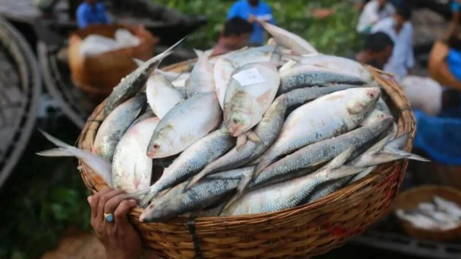 Hilsa Fish