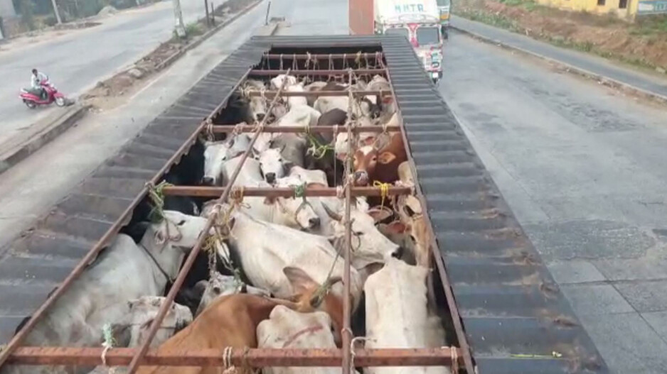 Cattle-laden truck