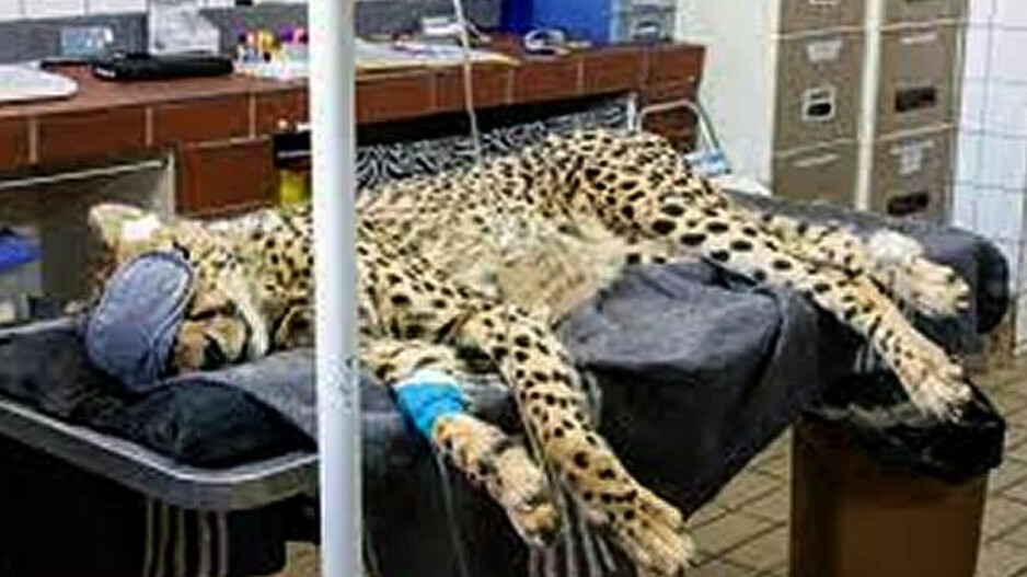 Cheetah Sasha Unwell
