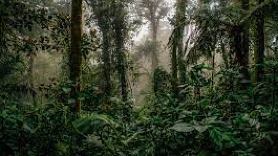 Jungle And Biodiversity