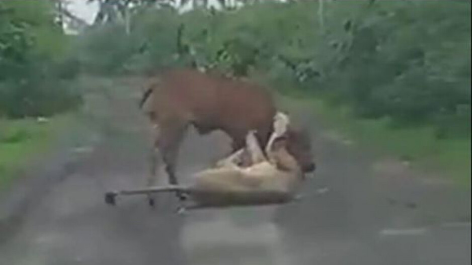 Farmer Saves His Cow