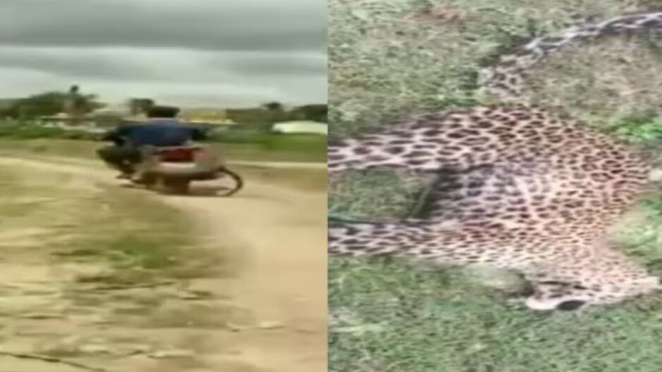 man ties leopard to bike with rope, rides to forest department