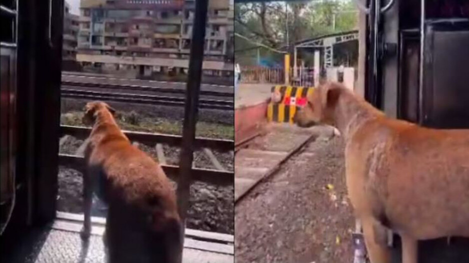 Dog In Train 