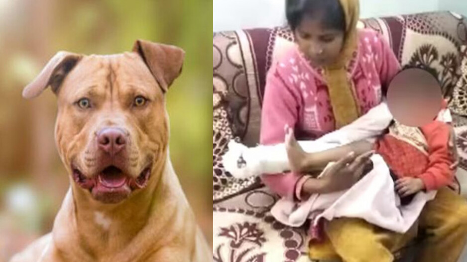 Pitbull Dog & Injured Girl