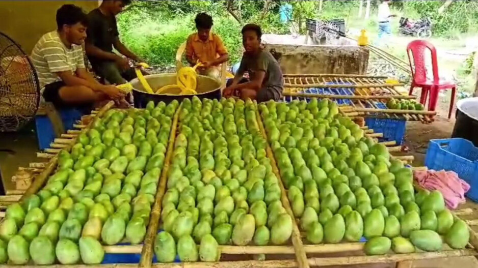 Amrapali Mango