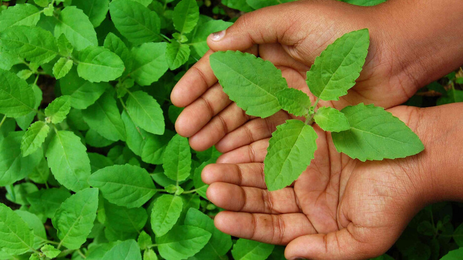 Tulsi Leaves 