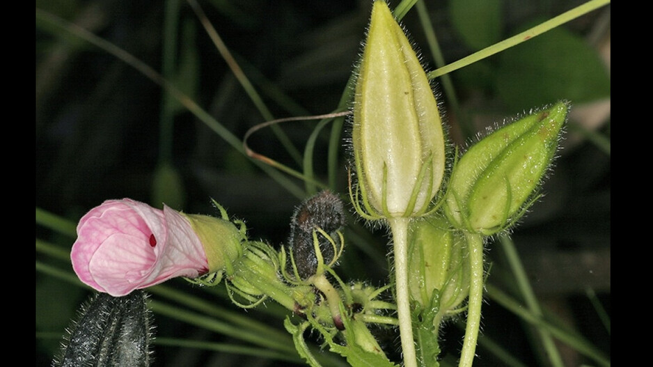 Abelmoschus Moschatus Or Muskdana