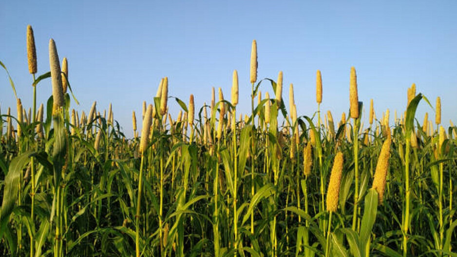 Odisha Agriculture 