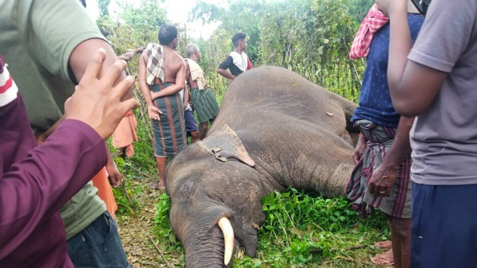 Elephant Death