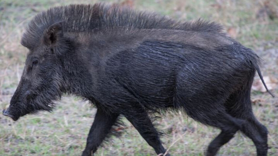 indian boar