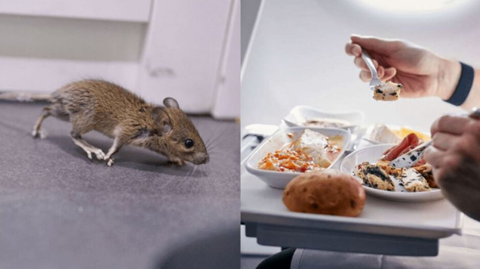 Mouse inside Flight Meal