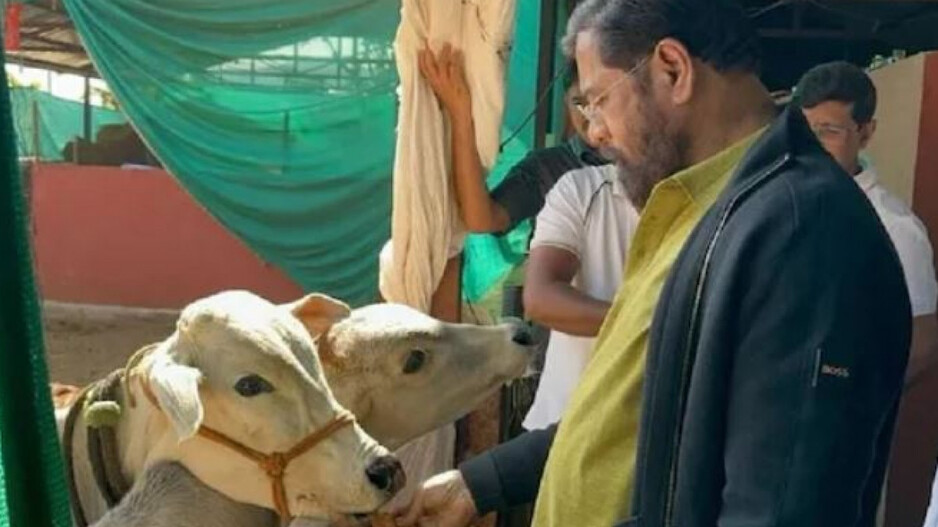 Eknath Shinde giving food to cow 