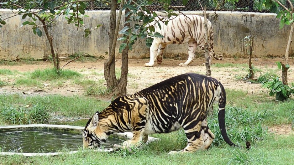 Melanistic tiger