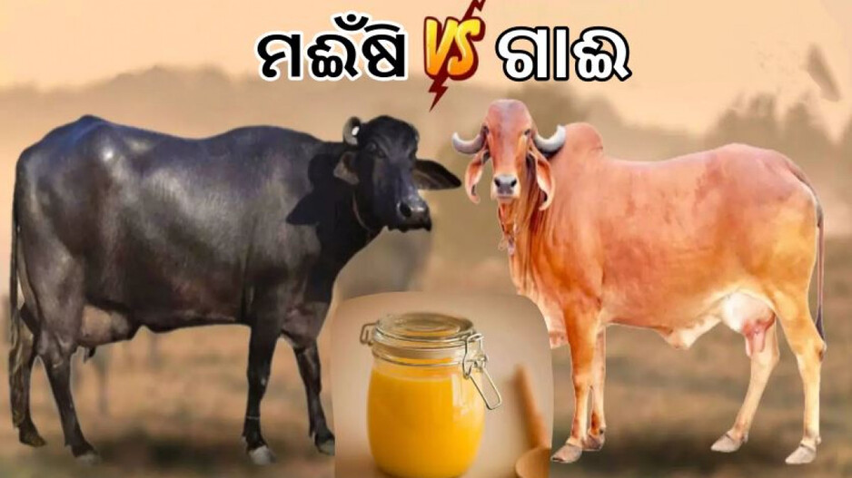 Buffalo & Cow 