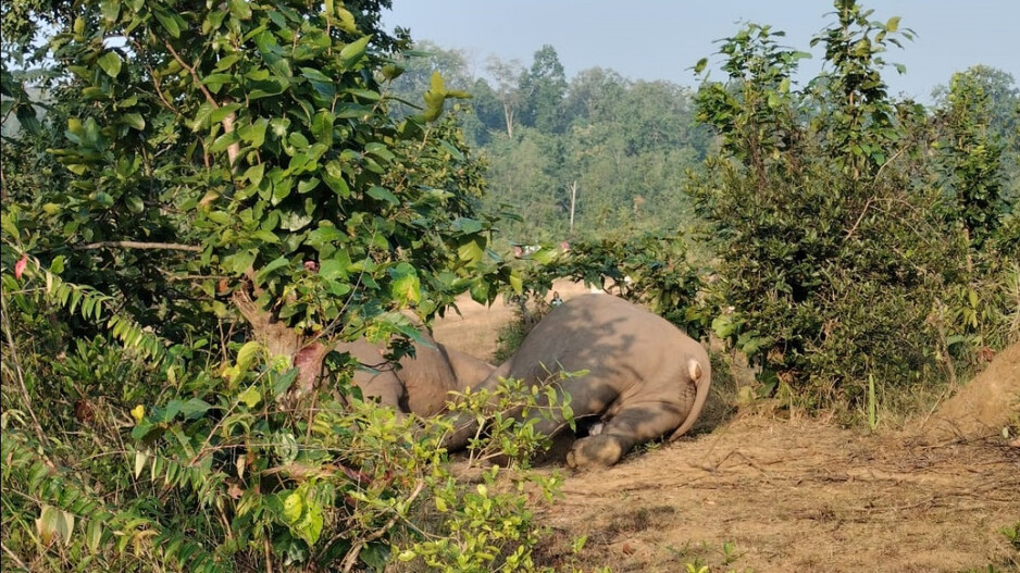 Elephant Death 