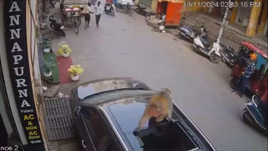 Monkey breaks Car Sunroof 