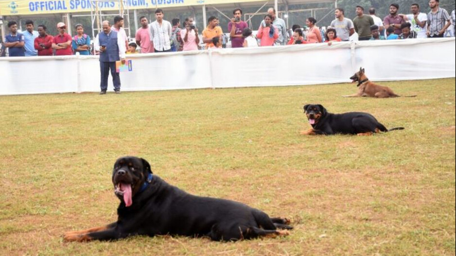 Dog Show in Bhubaneswar