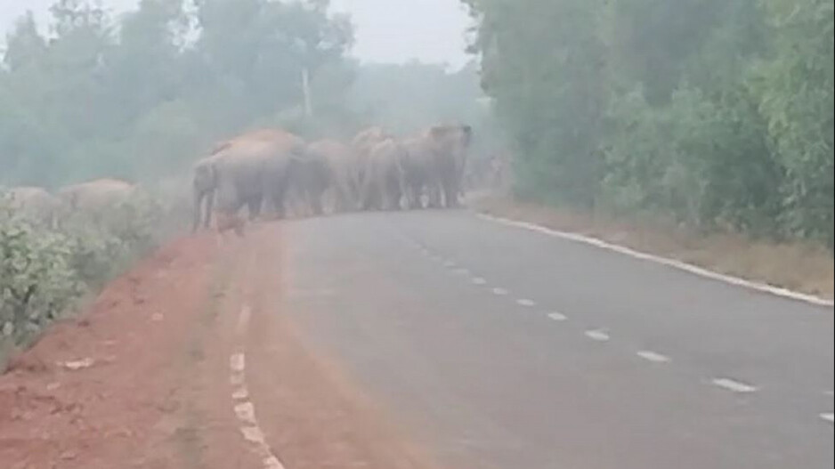 Elephant herd crossing road