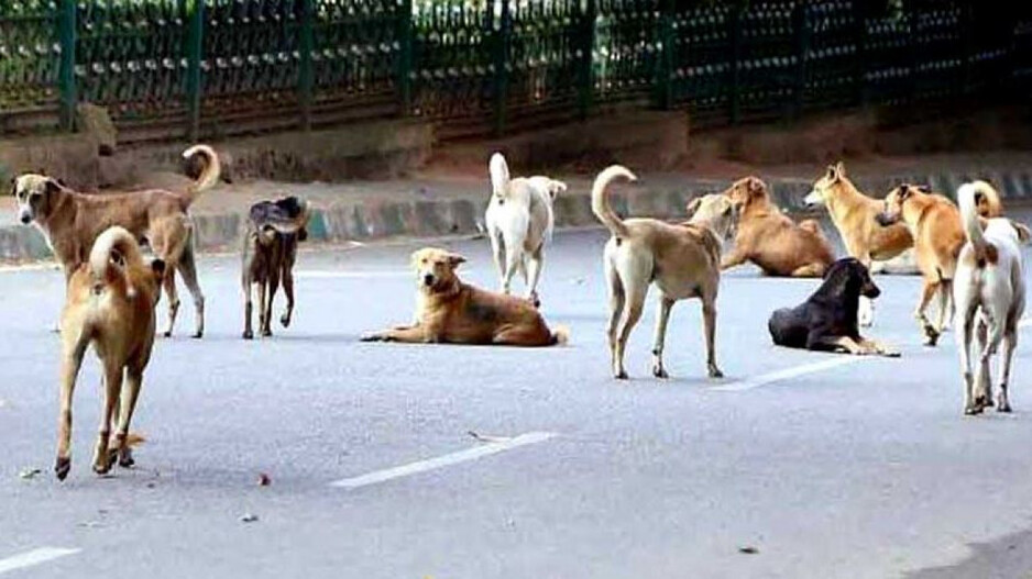 Stray Dogs (Representational Image)