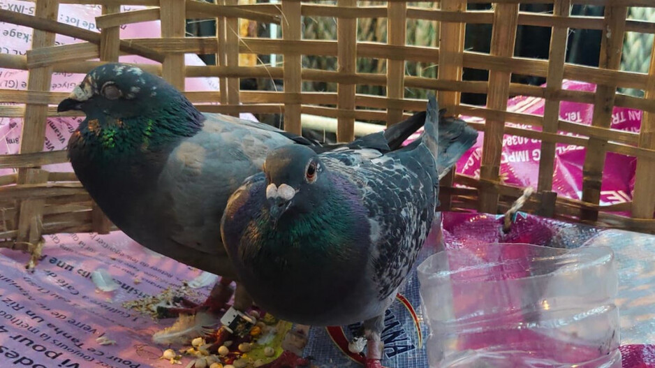 Suspected Pigeons Rescued