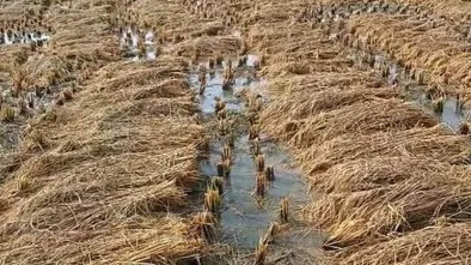 Loss Of Paddy Due To Rain Impact