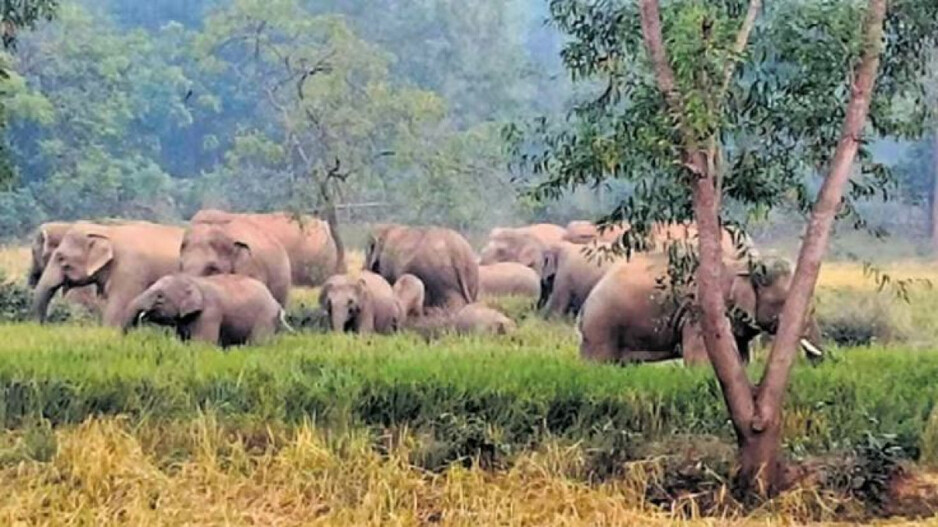 Elephant Destroying Crops 