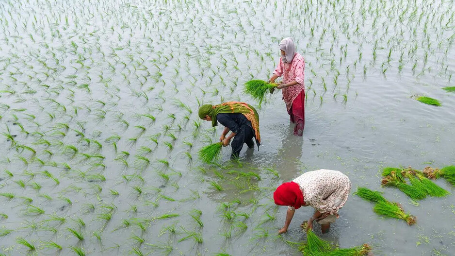 ଧାନର ଏମଏସ୍‌ପି ୬୯ ଟଙ୍କା ବଢ଼ାଇଲେ କେନ୍ଦ୍ର ସରକାର