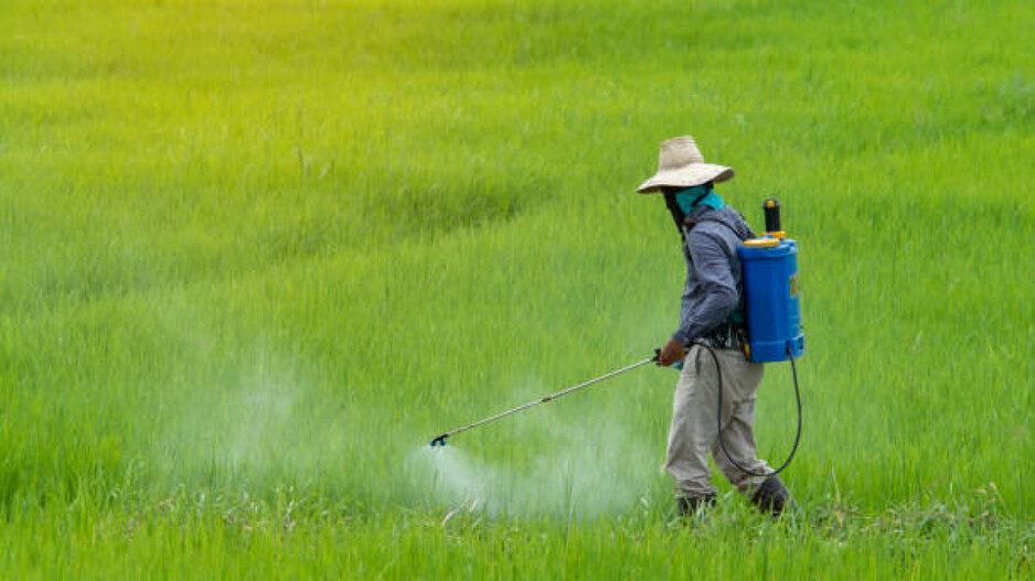 Rice Field