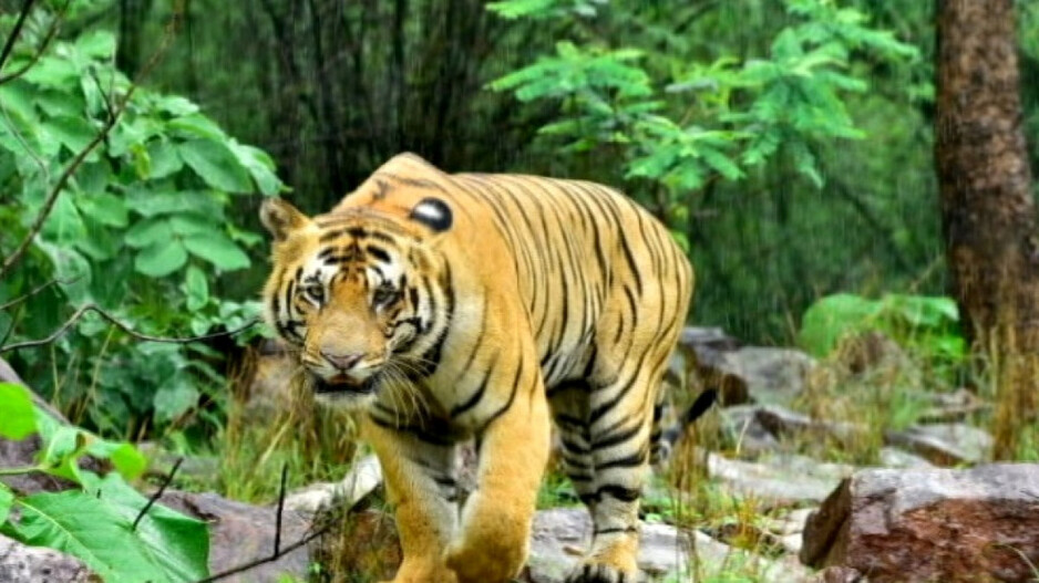 Tiger