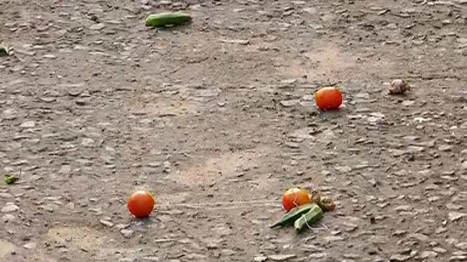 Tomato 