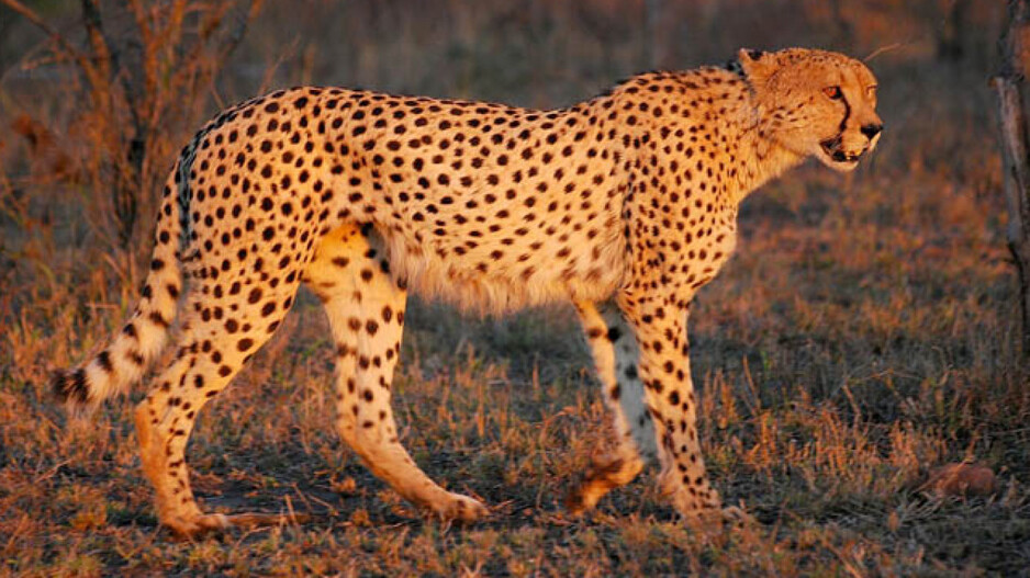 cheetah