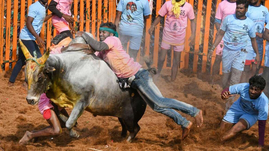 jallikattu