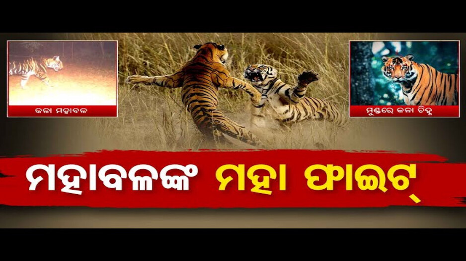 ମହାବଳ ବାଘଙ୍କ ମଧ୍ୟରେ ମହା ଫାଇଟ୍‌