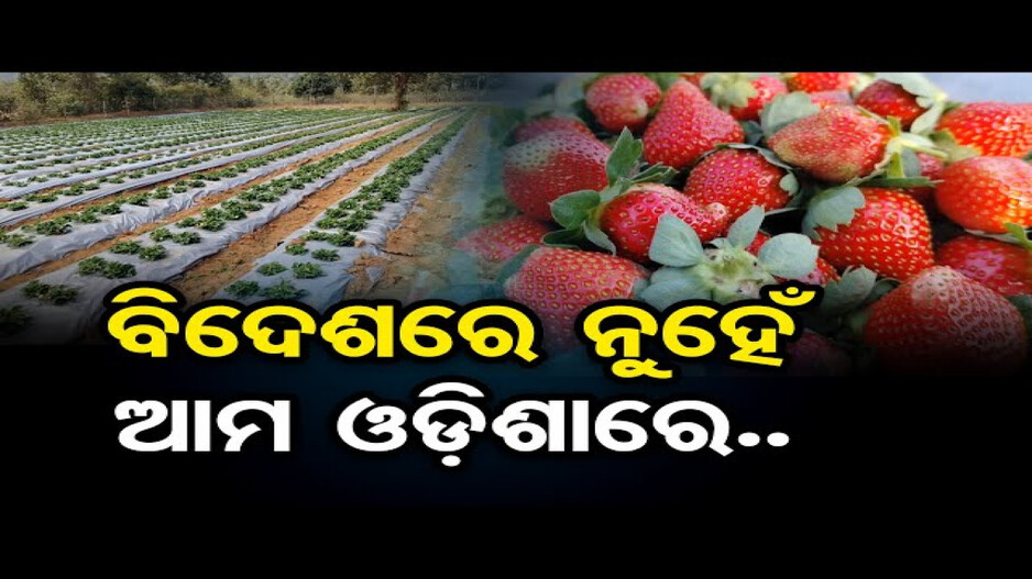 ଦୁର୍ଗମ ଅଞ୍ଚଳରେ ଷ୍ଟ୍ରବେରୀ ଚାଷ; କମ୍‌ ପରିଶ୍ରମରେ ମିଳୁଛି ଅଧିକ ଲାଭ