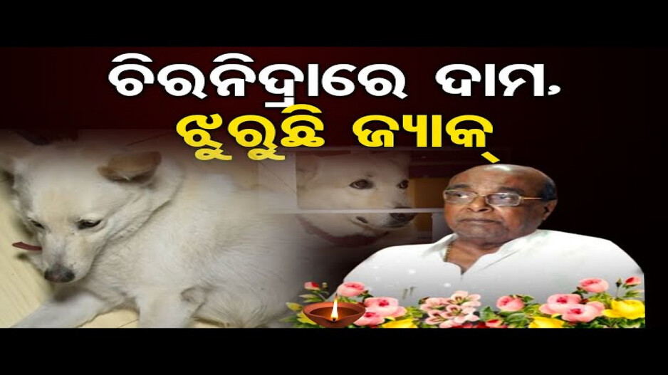 ଦାମଙ୍କୁ ଝୁରୁଛି 'ଜ୍ୟାକ୍'