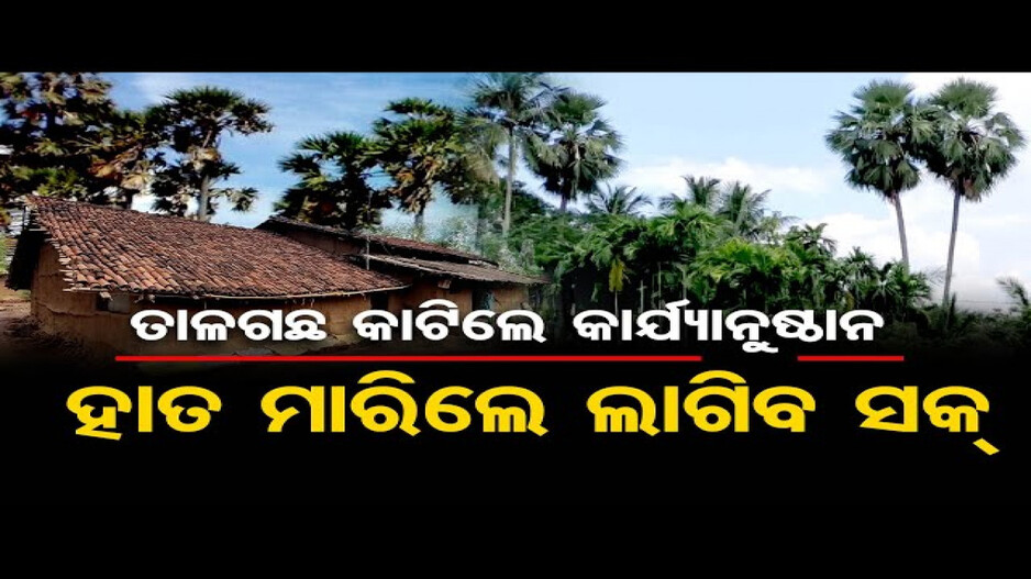 ମନ ଇଚ୍ଛା କାଟି ପାରିବେନି ତାଳ ଗଛ