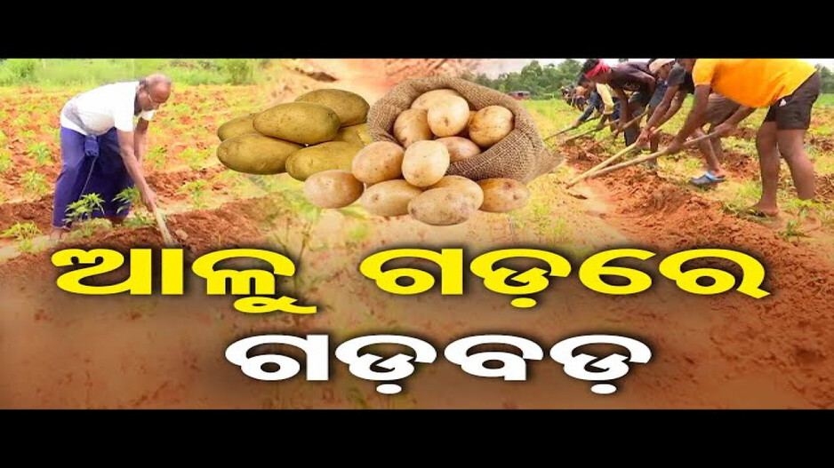 ଆଳୁ ପାଇଁ ଅନ୍ୟ ରାଜ୍ୟ ଉପରେ କାହିଁକି ନିର୍ଭର କରୁଛି ଓଡ଼ିଶା ?