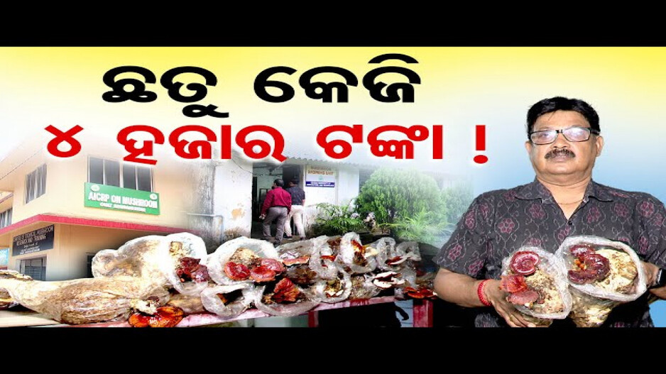 ଛତୁ କେଜି ୪ ହଜାର ଟଙ୍କା !