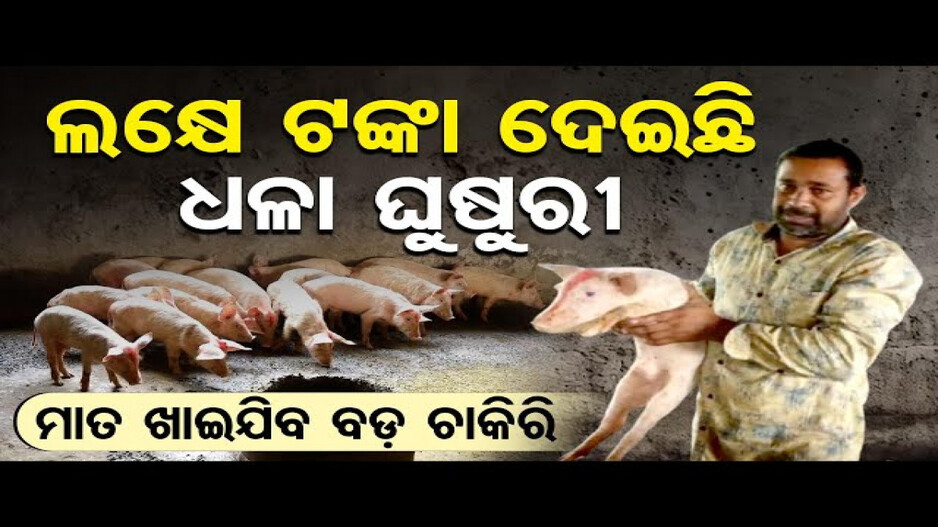 ଧଳା ଘୁଷୁରି ଚାଷରୁ ଲକ୍ଷପତି