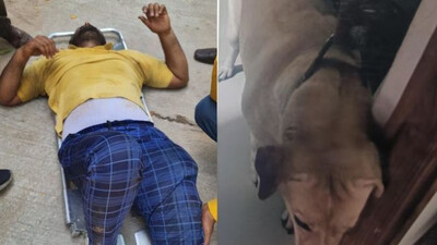 Dog Attack