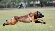 Army Dog