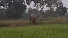 ଘର ସମ୍ମୁଖରୁ ଟେକି ନେଇ କଚାଡ଼ି ଦେଲା ଦନ୍ତା