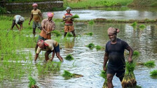 ଖୁବ୍‌ଶୀଘ୍ର ଆରମ୍ଭ ହେବ ସିଏମ୍ କିଷାନ ଯୋଜନା, ଚାଷୀ ପାଇବେ ଟଙ୍କା