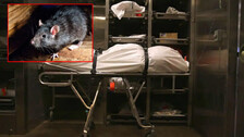 rat in mortuary
