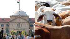 Allahabad high court on cow