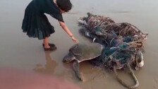 Olive Ridley Rescue