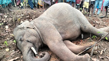 Died Elephant